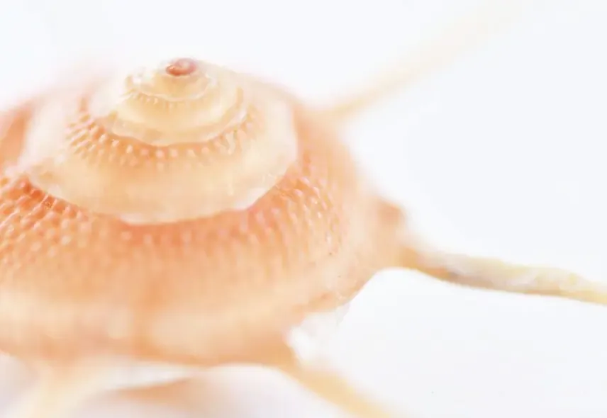 Seashell