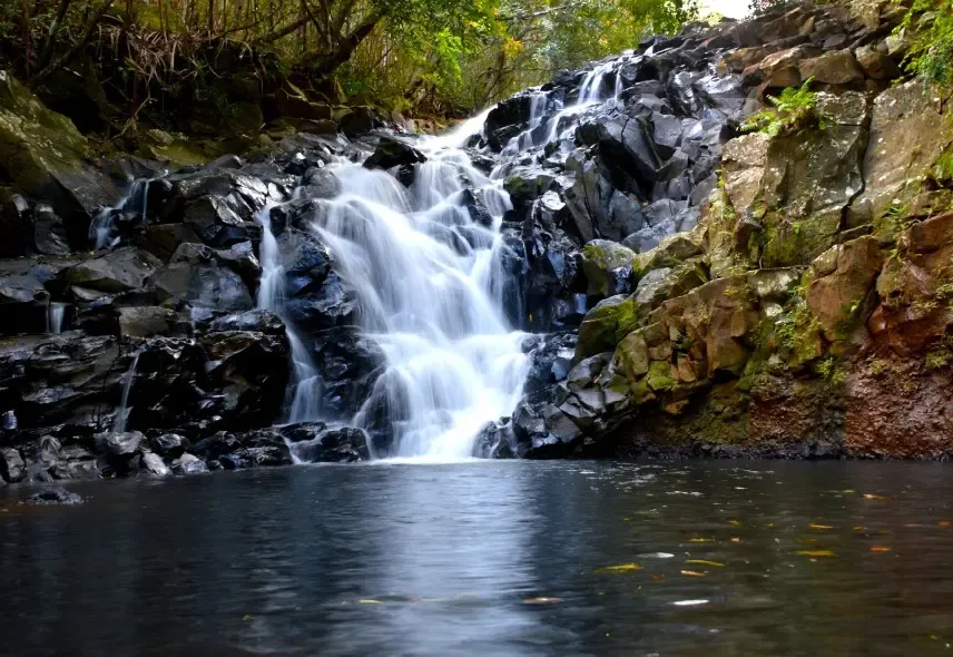 Bel Ombre Nature Reserve